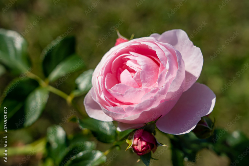 Pink roses shining in the greenery Pink roses shining in the greenery
