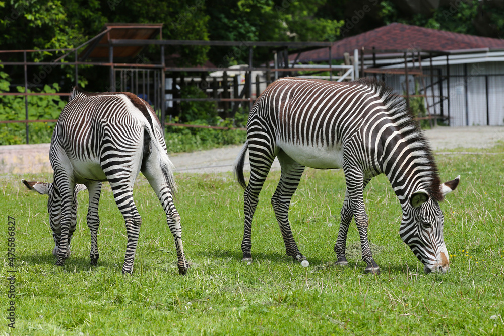 Two zebra animals graze on the grass at the zoo. Two zebra animals graze on the grass at the zoo.