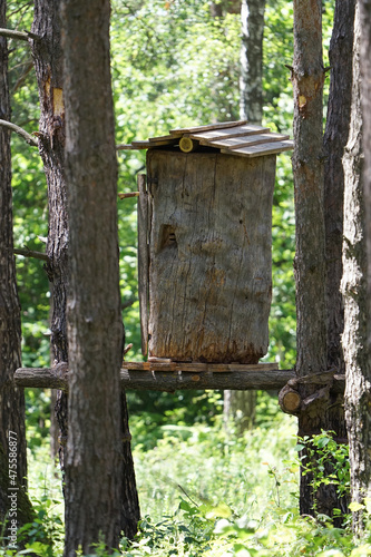 A hive mounted on a tree for collecting honey. A board, traditional for Polesie, is a space hollowed out in a tree trunk.