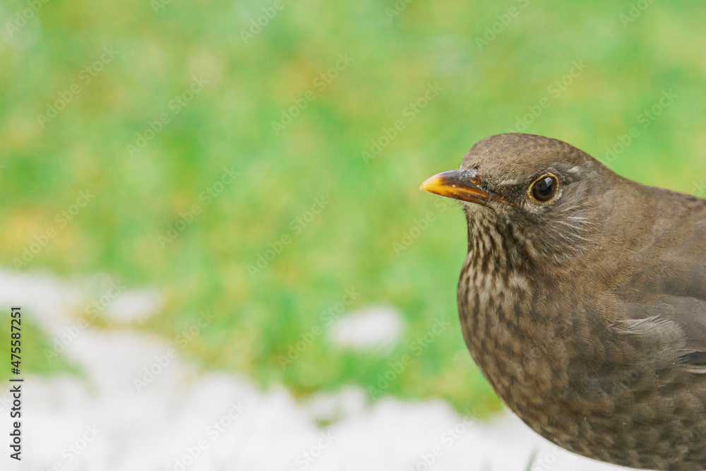 2021-12-15, GER, Bayern, Passau: Amsel im Garten, Winter, Winterfütterung 2021-12-15, GER, Bayern, Passau: Amsel im Garten, Winter, Winterfütterung