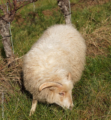 Ovis aries - Bélier d'Ouessant à robe blanche, cornes torsadées autour des oreilles, broutant de l'herbe dans un champ de vigne photo