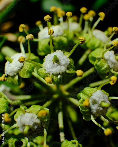 Selective focus of Flora Emslandia, Genus Angelica with a blurred backgrou photo