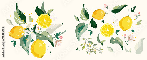 Big vector Set of lemon branch. Flower, green leaves. fruit and splashing juice. arrangements