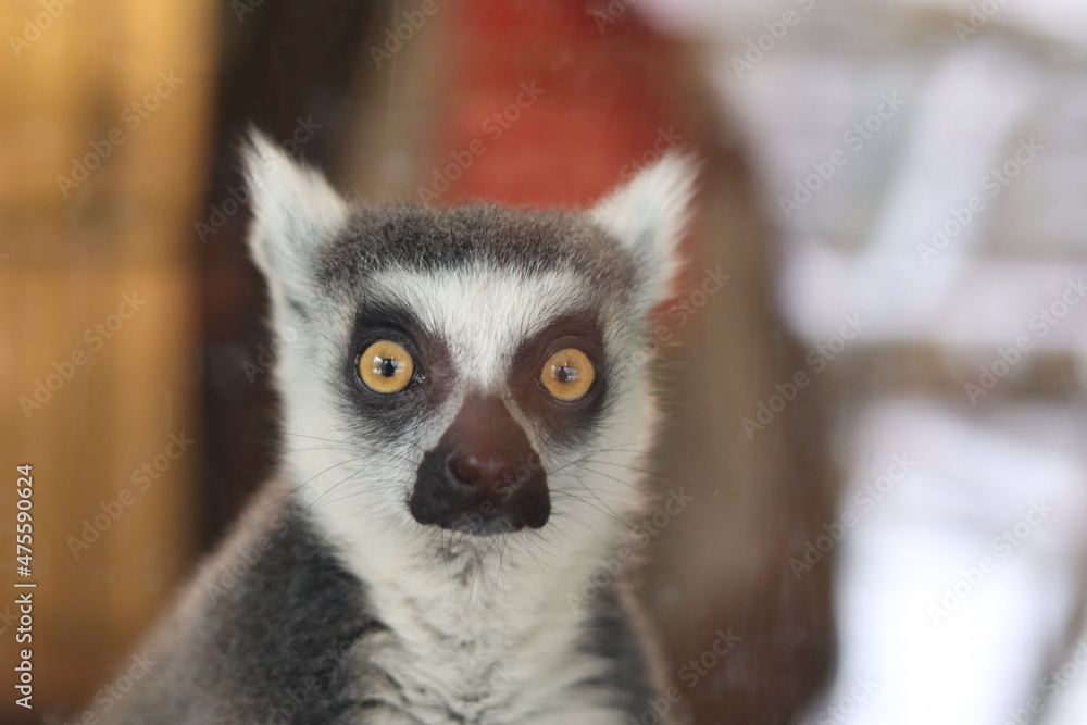 Intrigued lemur looking at the camera Intrigued lemur looking at the camera
