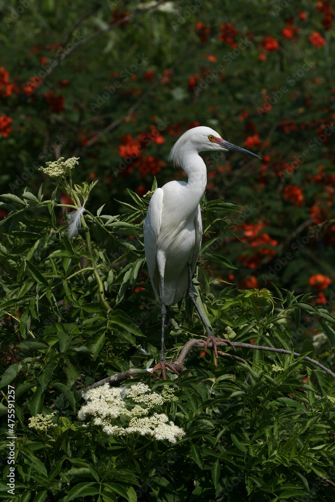 Fototapeta premium Snowy Egret - Egretta thula - in full breeding coloration and plumage in St Augustine, Florida.