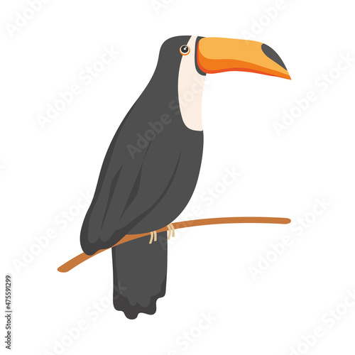 toucan exotic animal