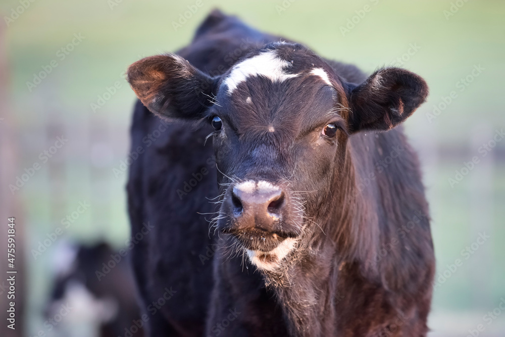 Cattle in pampas countryside, La Pampa, Argentina. Cattle in pampas countryside, La Pampa, Argentina.