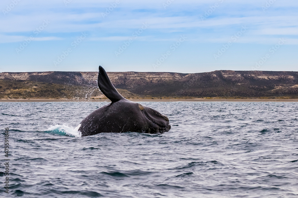 Fototapeta premium Sohutern right whale jumping, endangered species, Patagonia,Argentina