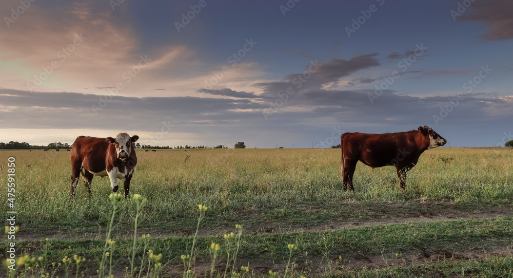 Obraz premium Cattle in pampas countryside, La Pampa, Argentina.