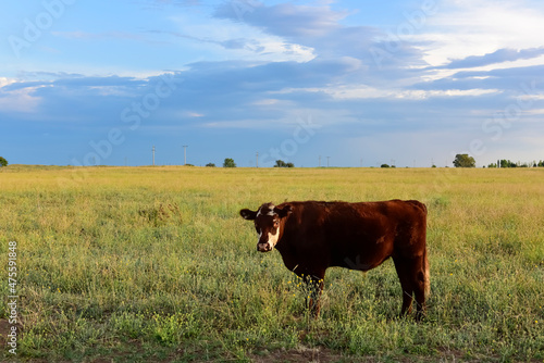 Cattle in pampas countryside, La Pampa, Argentina. © foto4440