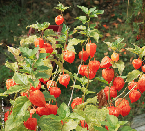Obraz na plátně Physalis alkekengi | Coqueret alkékenge, Amour en cage ou lanterne chinoise, pla