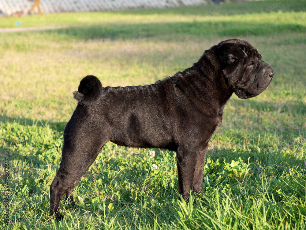 Portrait head Shar Pei adult black  purebred dog on the grass