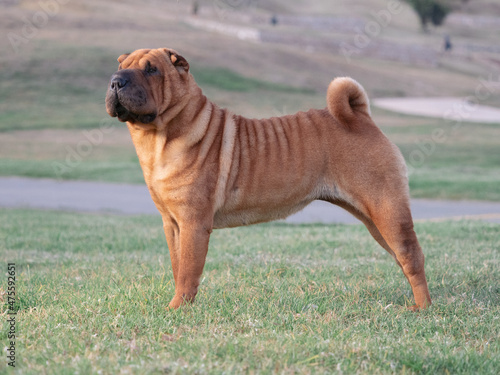 Foto Shar Pei adult brown  purebred dog on the grass