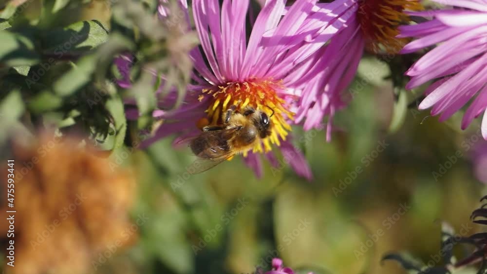The bee (lat. Anthophila) collects nectar and pollen from the flowers of the perennial aster. Autumn. The bee (lat. Anthophila) collects nectar and pollen from the flowers of the perennial aster. Autumn.