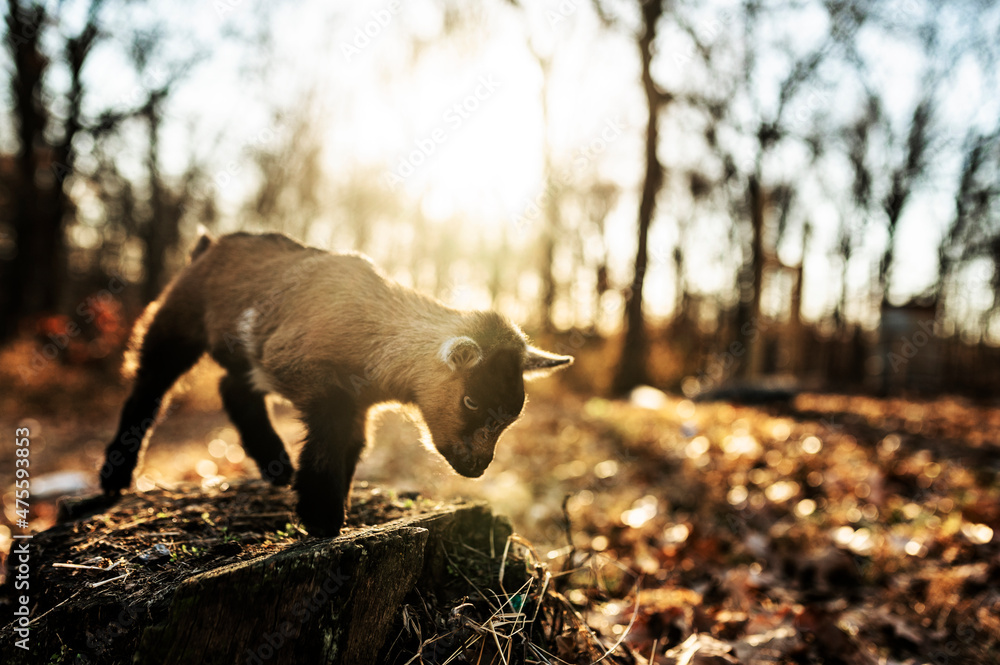 Baby goat jumping off tree stump