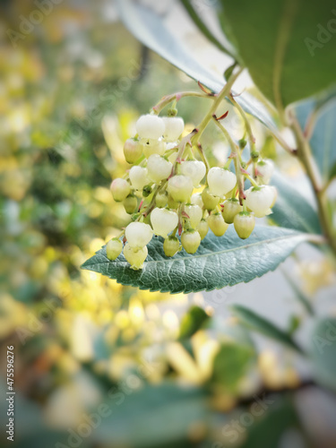 Close-up shot of the white buds of Madrones tree in the garden photo