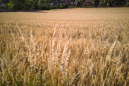 Golden wheat field under the sunlight in Bad Fischau Brunn in Austria photo