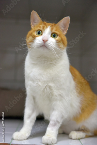 red and white cat at the animal shelter © Evdoha