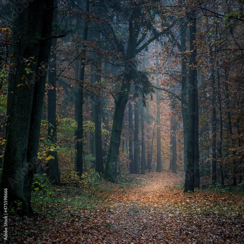 autumn colorful forest in fog near the town of Pobiedziska in Wielkopolska, Poland