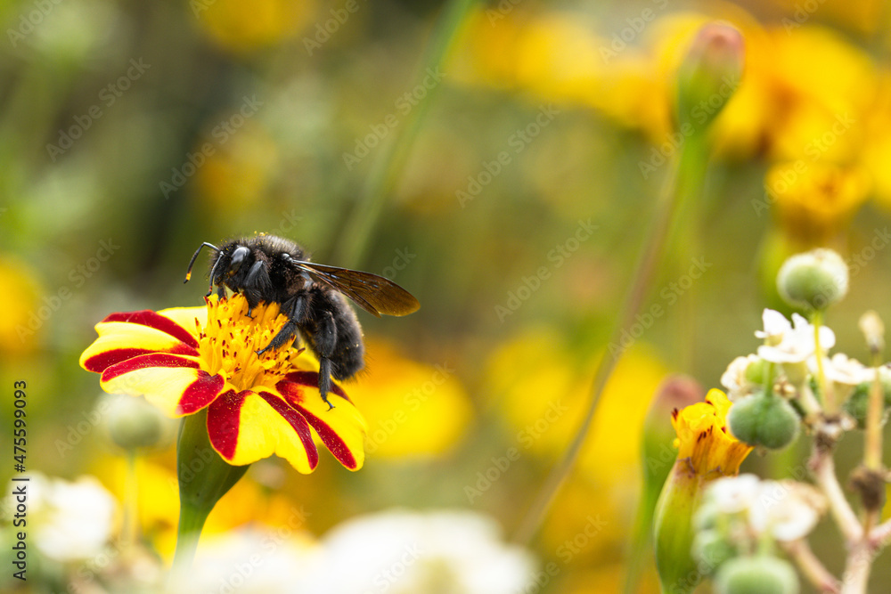 portrait of a blue wooden bee (Xylocopa violacea) on a plant with yellow flowers portrait of a blue wooden bee (Xylocopa violacea) on a plant with yellow flowers