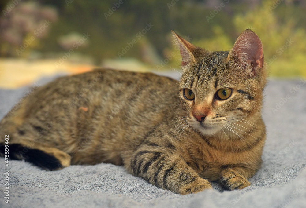 cute striped brown shorthair young cat