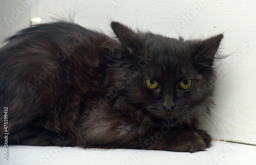 black fluffy kitten with a smoky undercoat photo