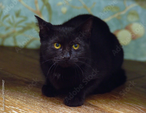 Fototapeta Naklejka Na Ścianę i Meble -  black young cat with yellow eyes