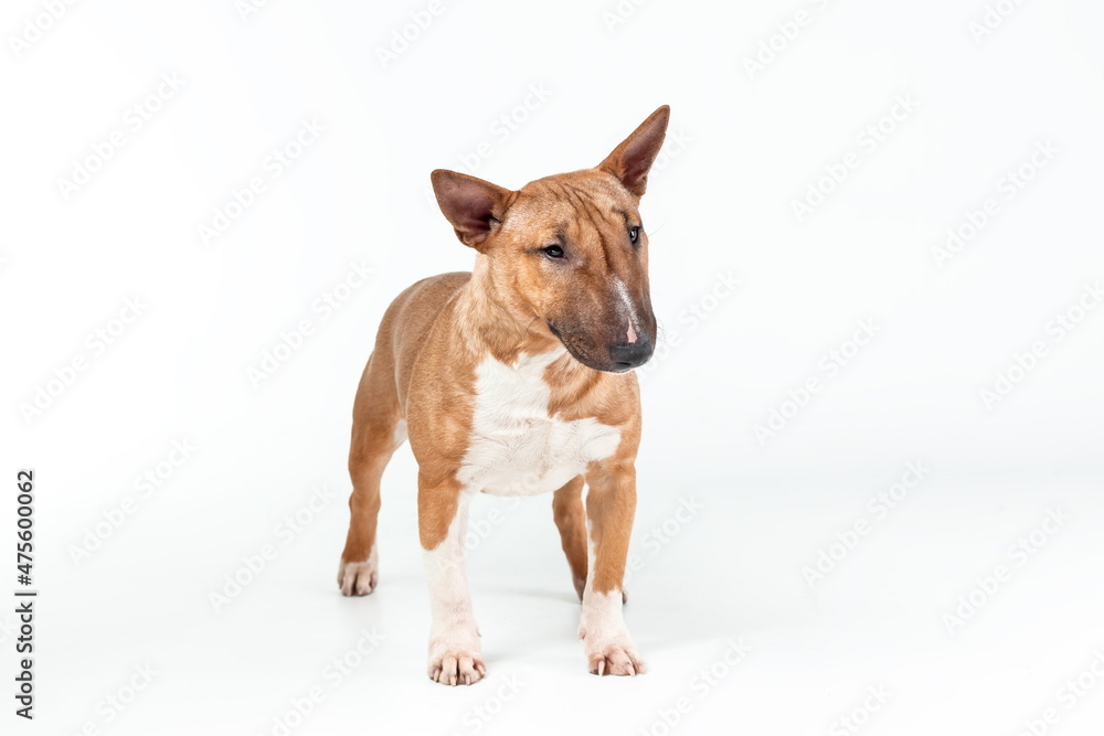 Female dog of miniature bull terrier of red color standing isolated on white background