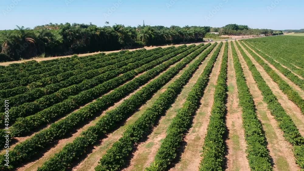 aerial view of green coffee field in Brazil aerial view of green coffee field in Brazil