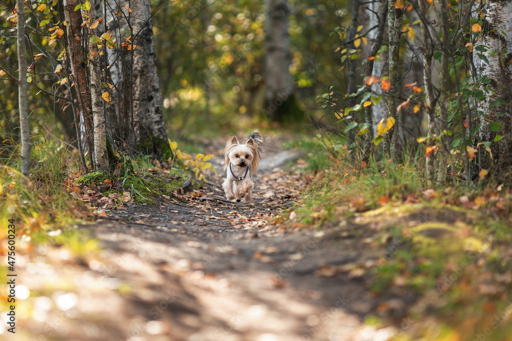 Young cute yorkshire terrier breed dog runs  alone in autumn forest  for owner