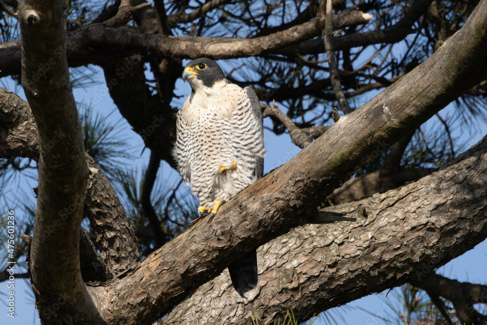 Obraz premium 松の枝にとまるハヤブサ