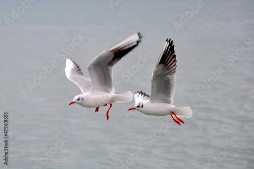 Seagulls flying in blue sky. Flock of seagulls in sky © blackdiamond67