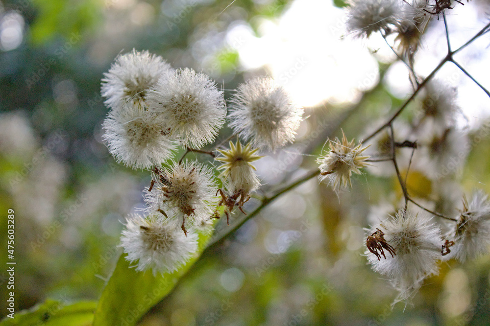 Flores Blancas de un arbol de la selva tucumana Flores Blancas de un arbol de la selva tucumana