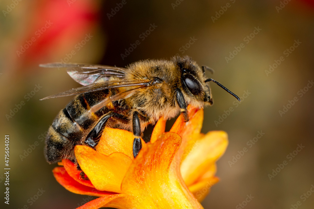 Close Up beautiful Bee macro on flower in green nature Close Up beautiful Bee macro on flower in green nature