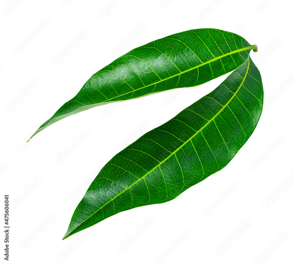 Obraz premium Fresh two mango leaves isolated on white background.