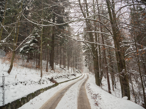 Zaśnieżona droga w zimowym lesie