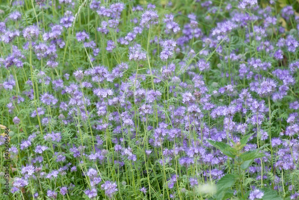Field of purple lavender flowers detail