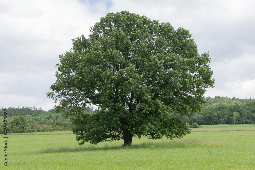 Solitary oak field meadow forest Solitary oak field meadow forest