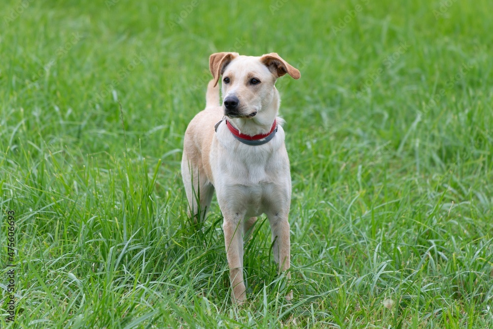 Blonde golden jack russell terrier playing in the grass