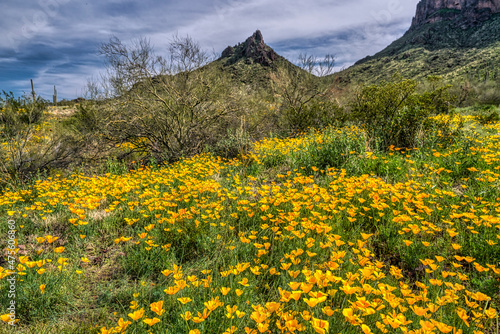 Spring in the Sonoran Desert photo