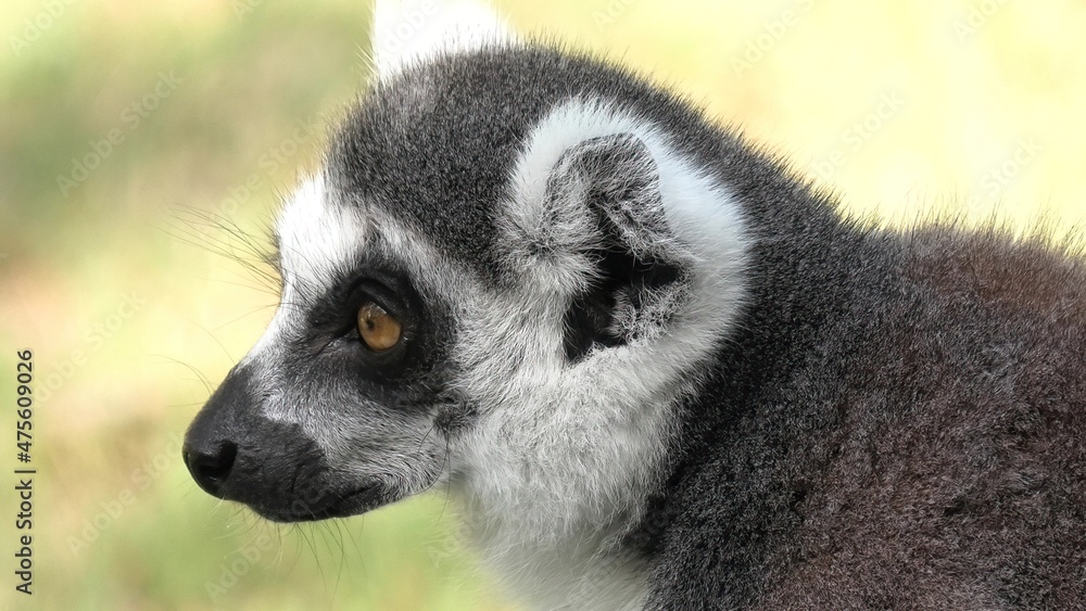 Obraz premium Face of a strepsirrhine primate ring-tailed lemur of Madagascar. Lemur catta species endemic to the island of Madagascar of Africa.