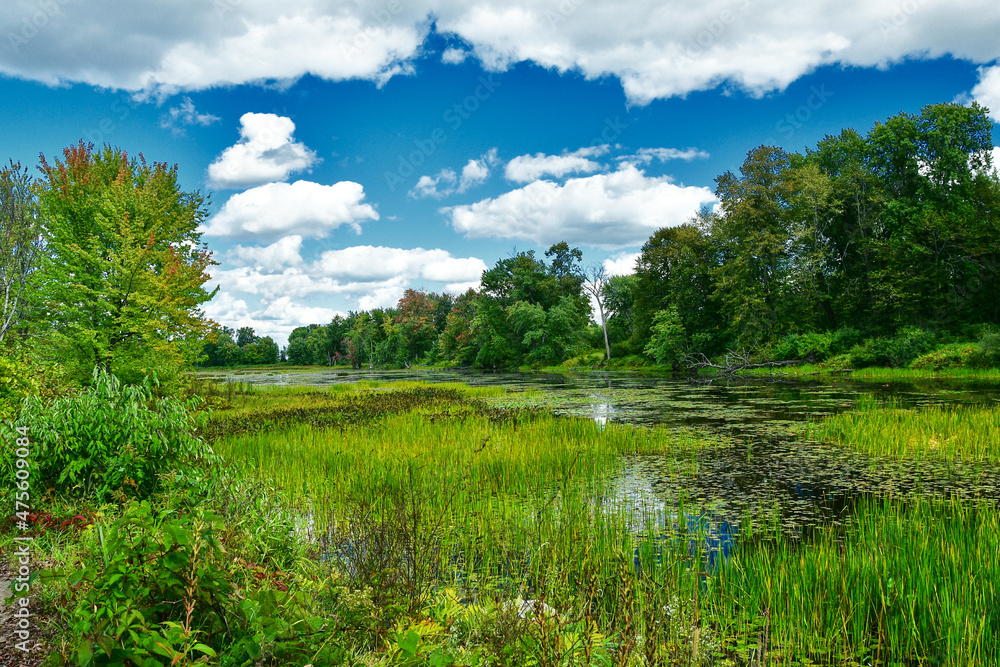 Pond with flowers and blue sky