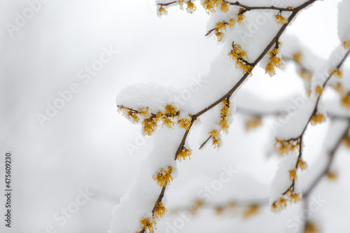 Witch Hazel. Hamamelis virginiana under the snow. Yellow witch hazel flowers on the branches in winter under a layer of snow.  selective focus photo