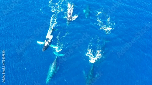 A large group of male Humpback whales chase a female in a heat run.  The males are ultra aggressive with each other.