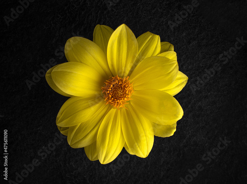 Top view of a flower on black background. Bright and beautiful flower. photo