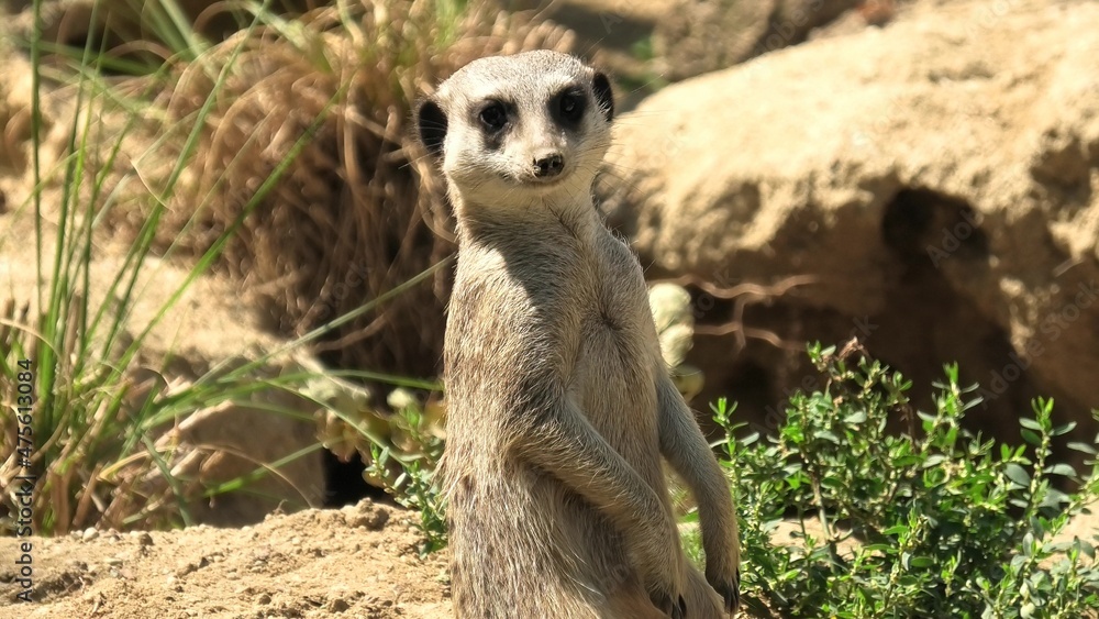 Fototapeta premium Meerkat or suricate on sand background. Suricata suricatta species from mongoose family Herpestidae. Living in Botswana Kalahari Desert, Namib Desert in Namibia, southwestern Angola and South Africa.
