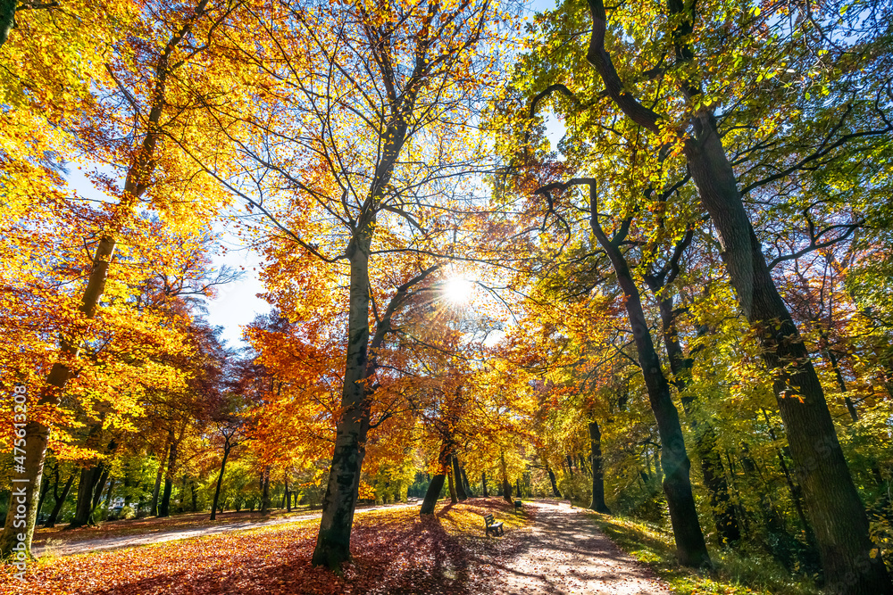 Fototapeta premium English Garden in Autumn, Munich, Germany
