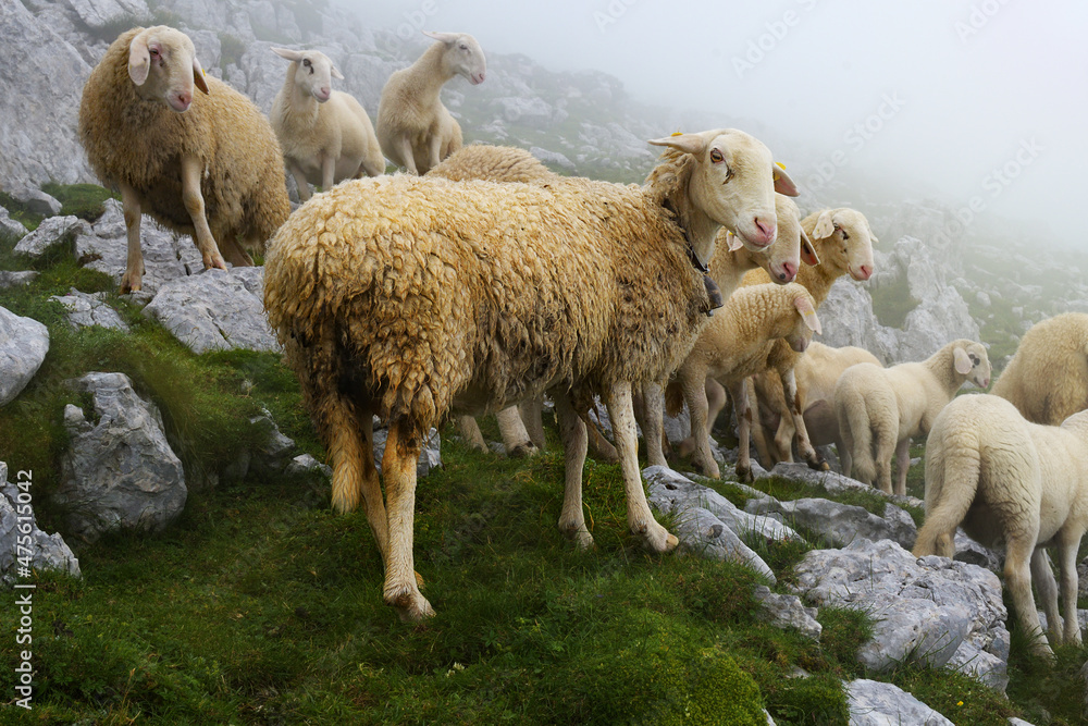 Sheep standing in front of other sheeps on the rocky hillside in the misty day