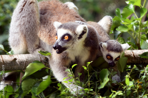 Fototapeta Naklejka Na Ścianę i Meble -  Lemur cata mother with baby sitting on a horizontal branch with wide open eyes
