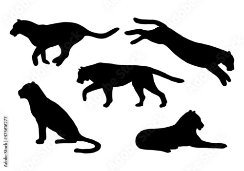 Vector set of hand drawn tigers silhouette isolated on white background
